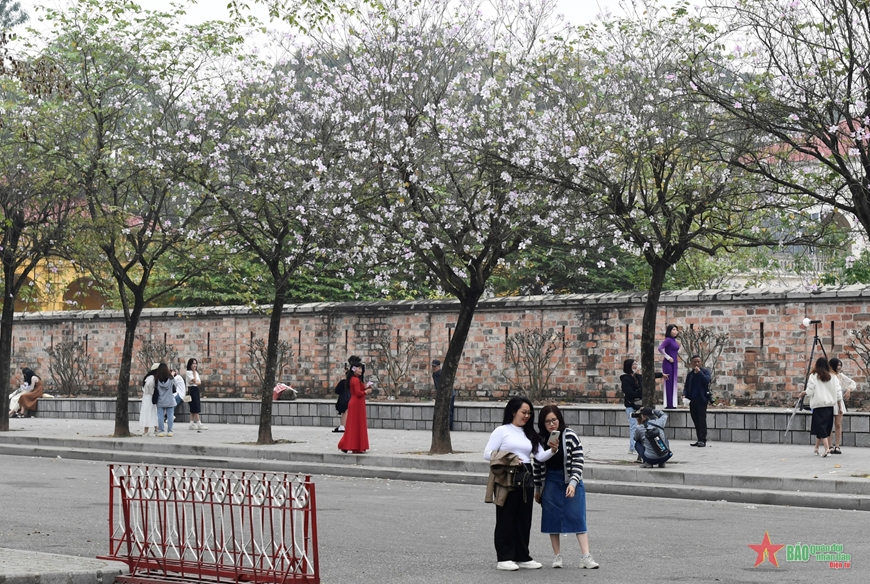 Hoa ban Tây Bắc khoe sắc giữa lòng Thủ đô
